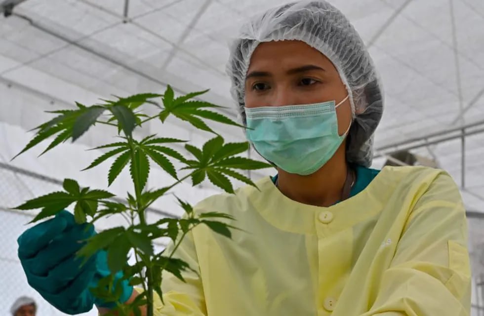 A staff holds a cannabis plants at the Government Pharmaceuticals Organisation (GPO) medicinal marijuana greenhouse outside Chon Buri, south of Bangkok on October 8, 2020. (Photo by Mladen ANTONOV / AFP)