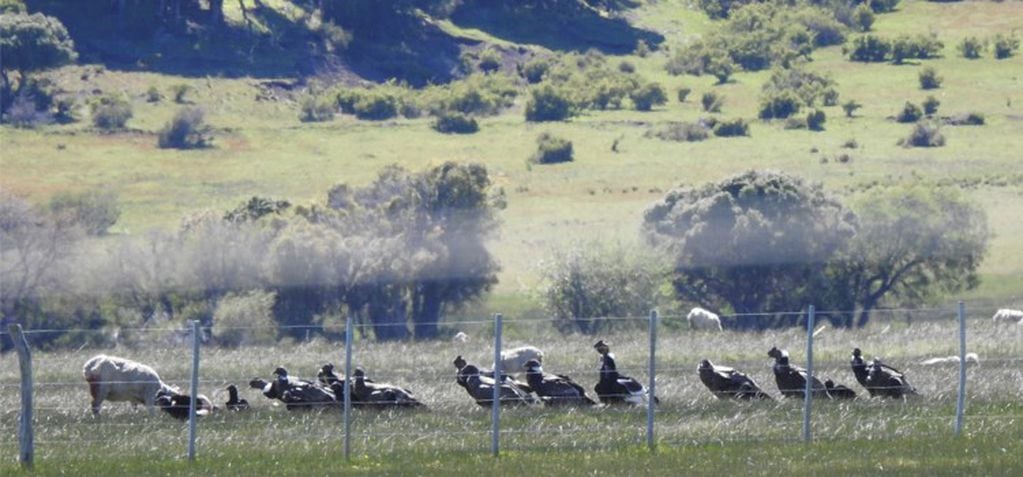 Los investigadores revelaron que, si bien la presencia de aves carroñeras es alta durante las pariciones, los ataques a los corderos son poco usuales. Foto: Fernando Ballejo.