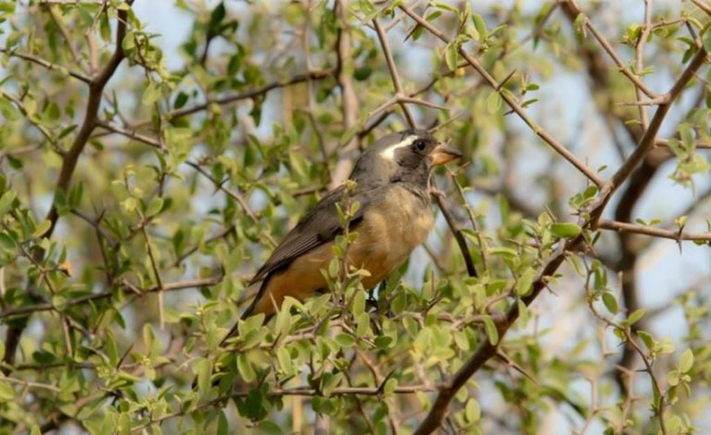 Parque Nacional de Copo es un refugio de Aves de la provincia.