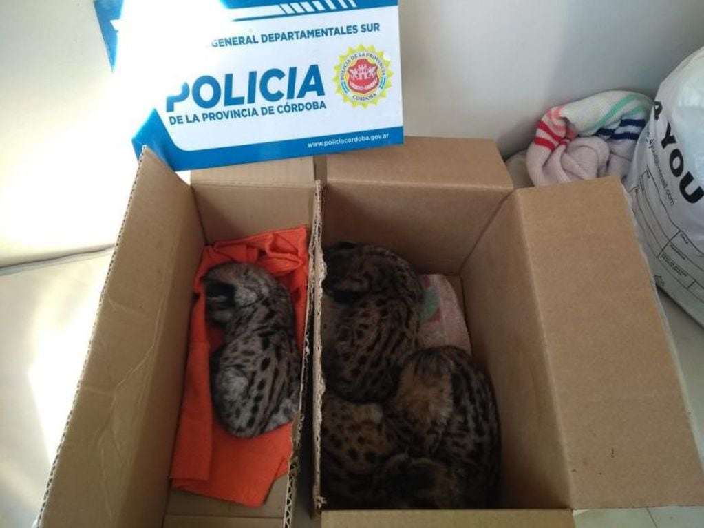 Los pumitas fueron rescatados por la Policía en la localidad de Idiazábal.