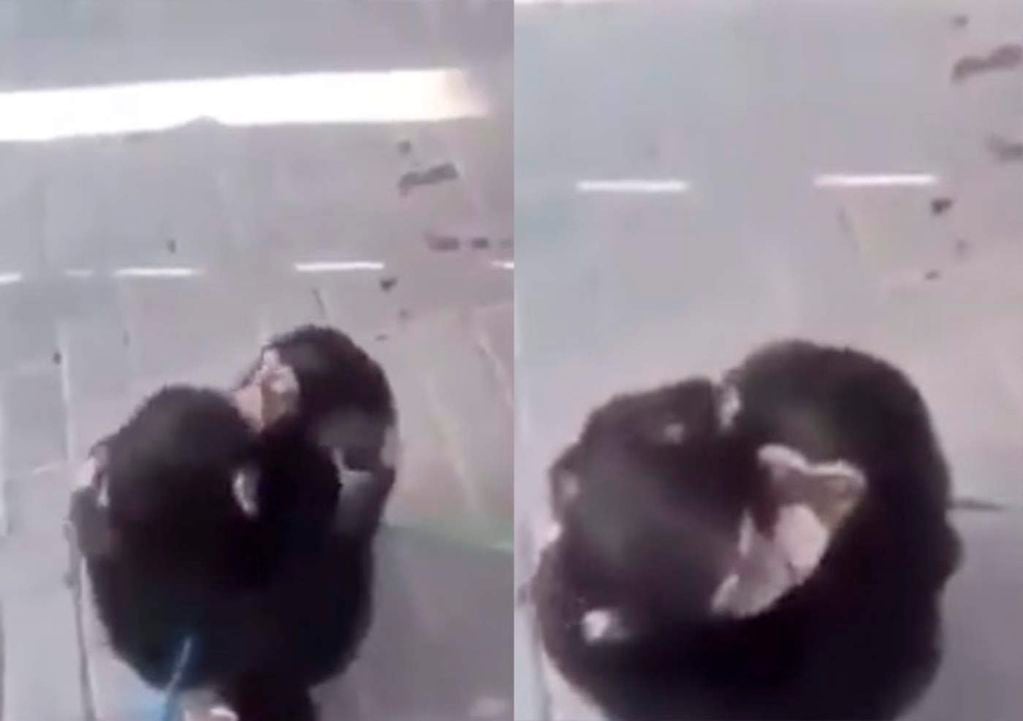 Dos chimpancé se reencuentran y se abrazan
