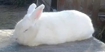 Conejo cordobés premiado