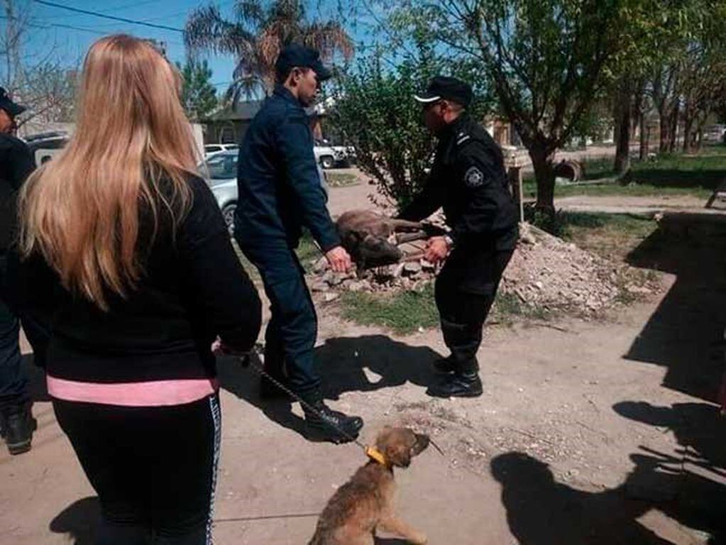 Un perro murió tras ser agredido con una maza en Capitán Bermúdez. (Diario Síntesis)