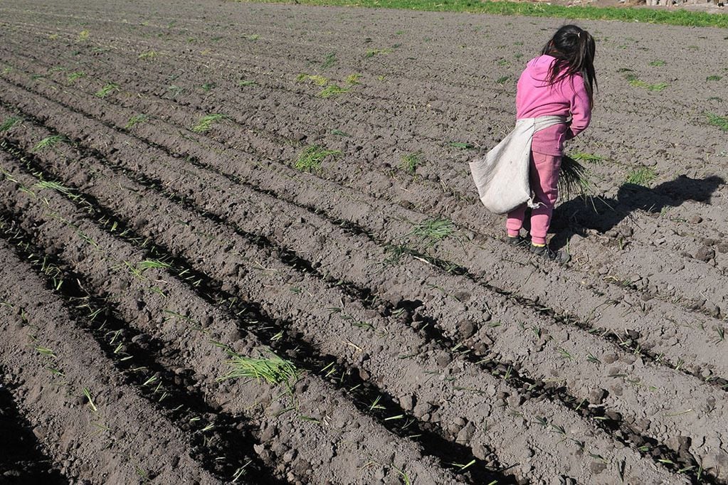 Trabajo Infantil (FOTO SIN IZACION) Una niña siembra cebolla en una finca de La Primavera, Guaymallen. Mañana se celebra el dia mundial contra el trabajo infantil.