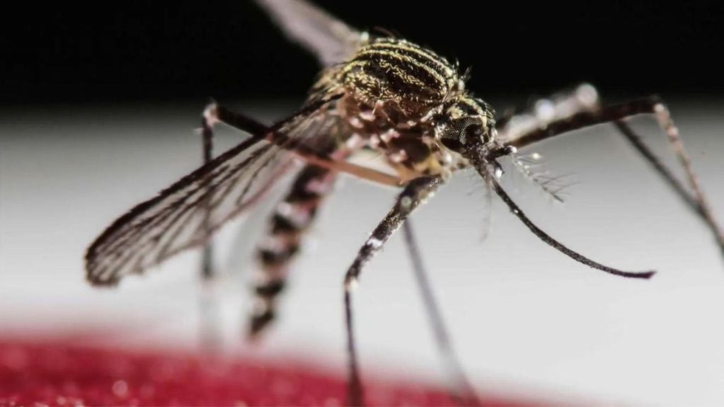 El mosquito transmisor de dengue tiene una anatomía reconocible