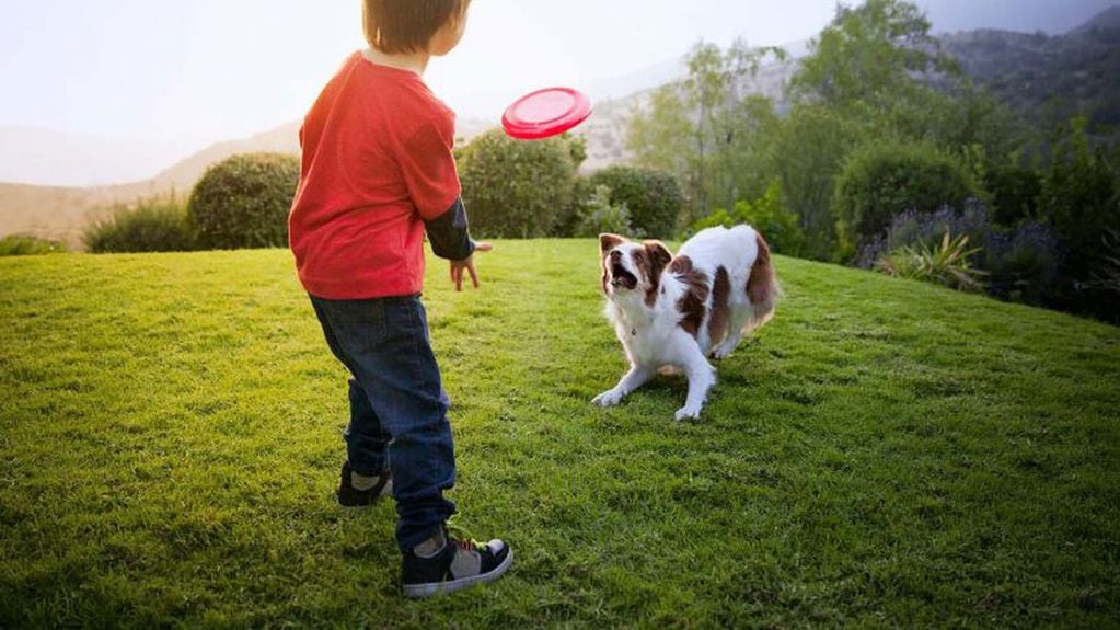 Cuidado canino (web)