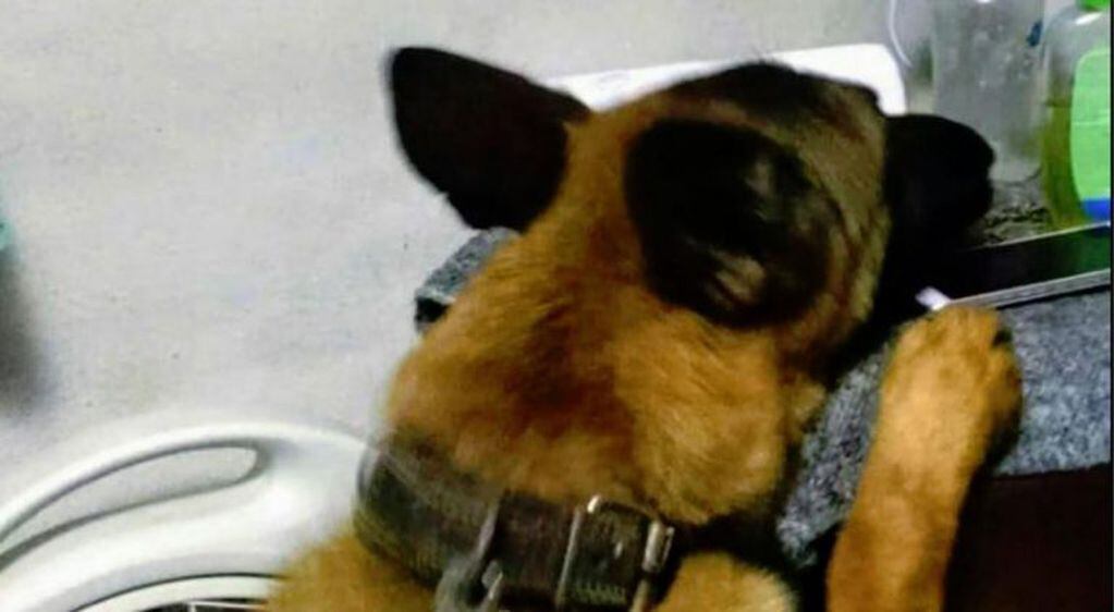 El perro Byron de la FPA otra vez detectó droga enterrada en el patio de una casa de San Francisco. (FPA)