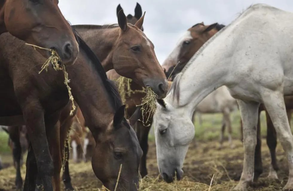 La asociación se encarga de cuidar a cerca de 30 caballos.