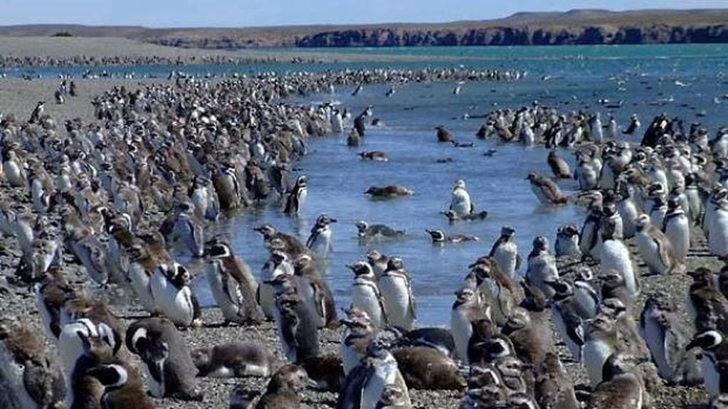 Puerto Deseado Isla Pinguino 3