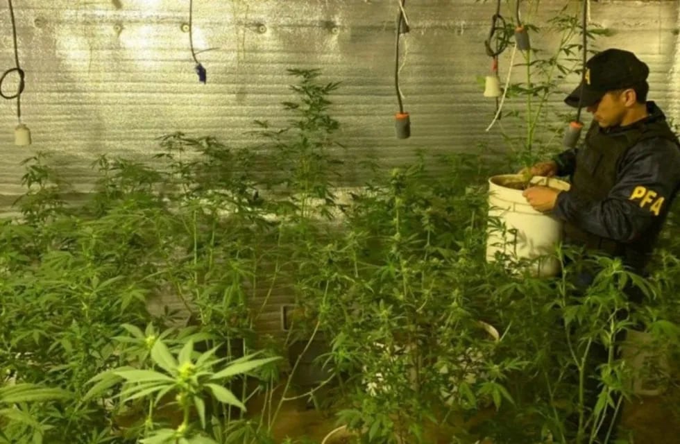Hallaron 400 plantas de marihuana en un cultivo de interior de Rosario.