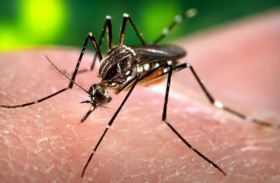 El primer caso de dengue autóctono (una mujer de 22 años) se registró el martes 9 de marzo, en tanto que el segundo (una niña de 6 años) se confirmó el 12 de marzo.