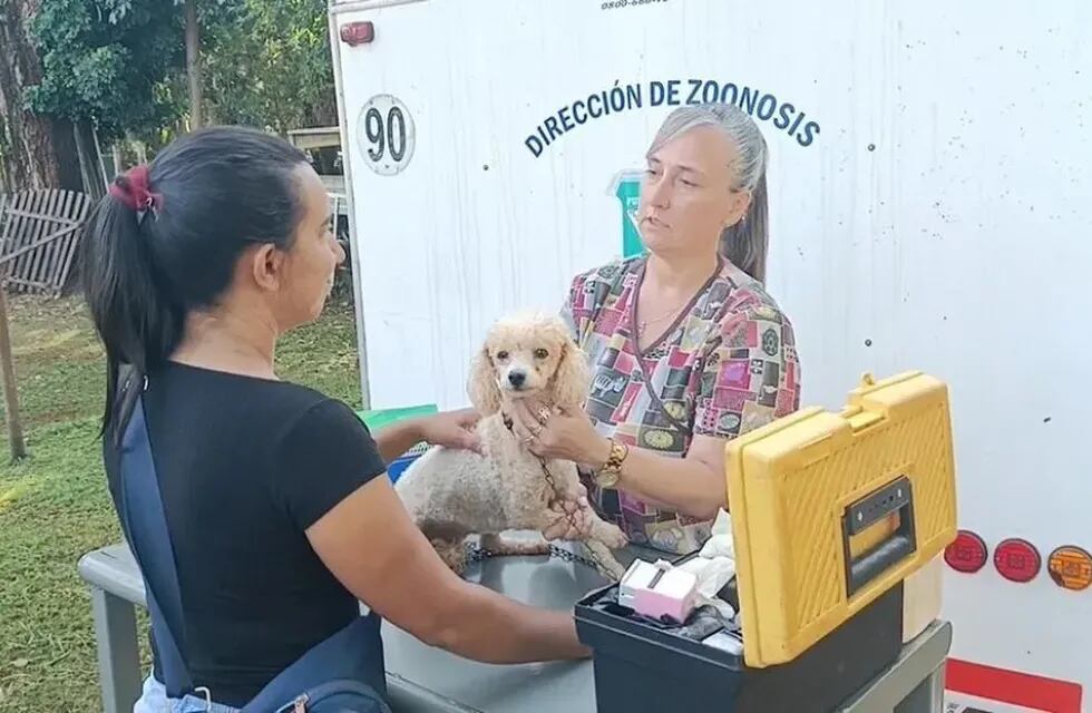 Esterilizaron más de 600 mascotas en Puerto Iguazú durante el 2023.
