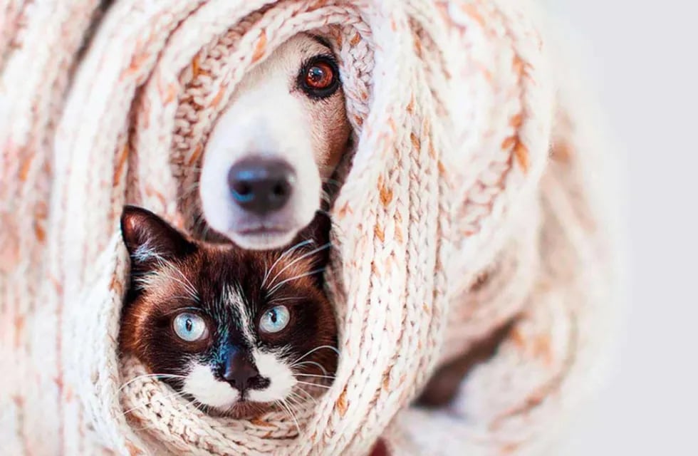 Qué hacer con nuestras mascotas durante las temperaturas de frío extremo.