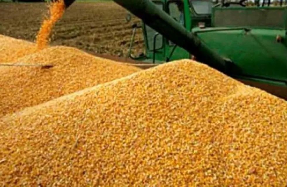 Producción de girasol y maíz en la región