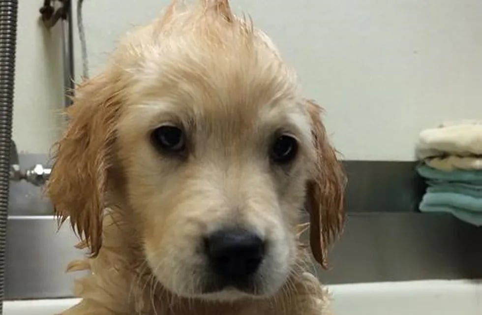 Wesley, el perro que se volvió viral por usar brackets. (Harborfront Hospital for Animals)