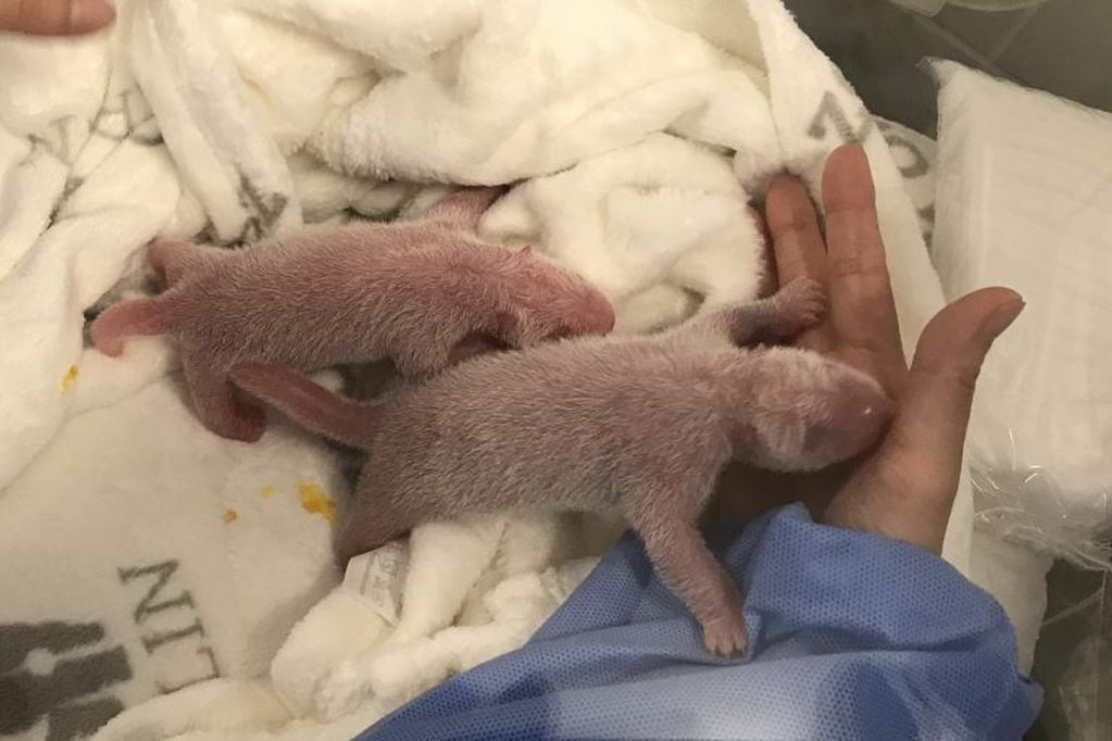 Los pandas recién nacidos (REUTER)