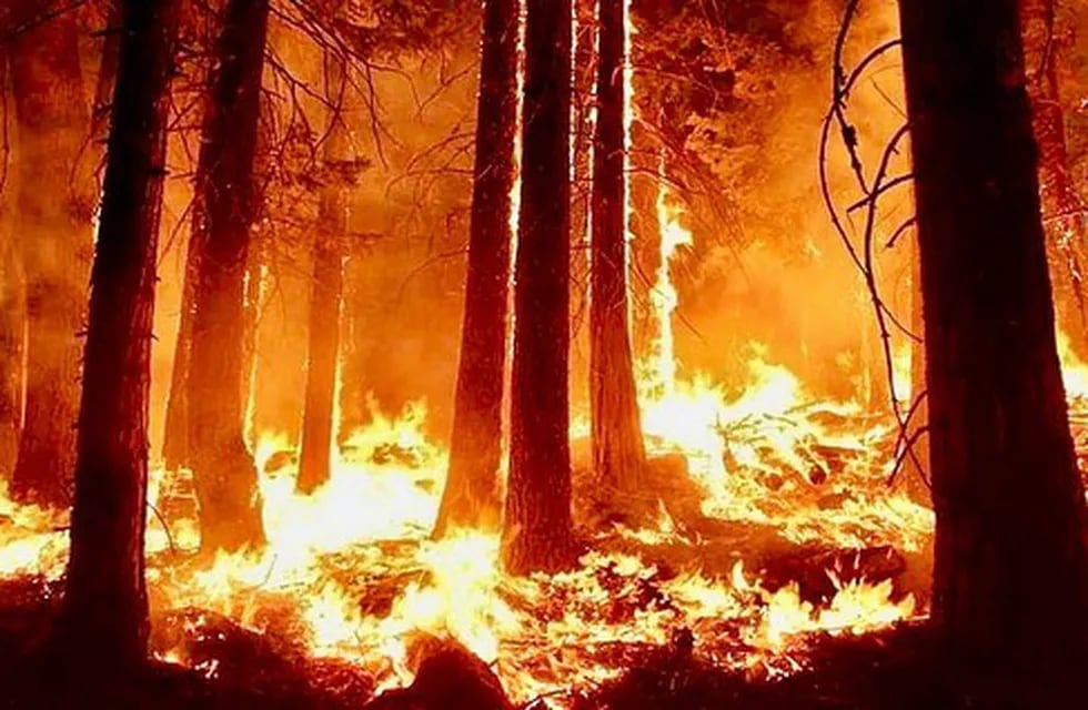 Incendios en Tierra del Fuego.