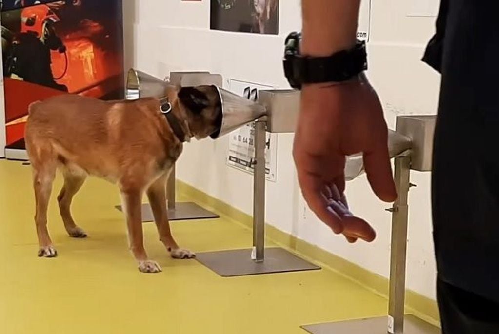 Los conos con los que los perros entrenan el olfato (Escuela nacional de veterinaria de Alfort)