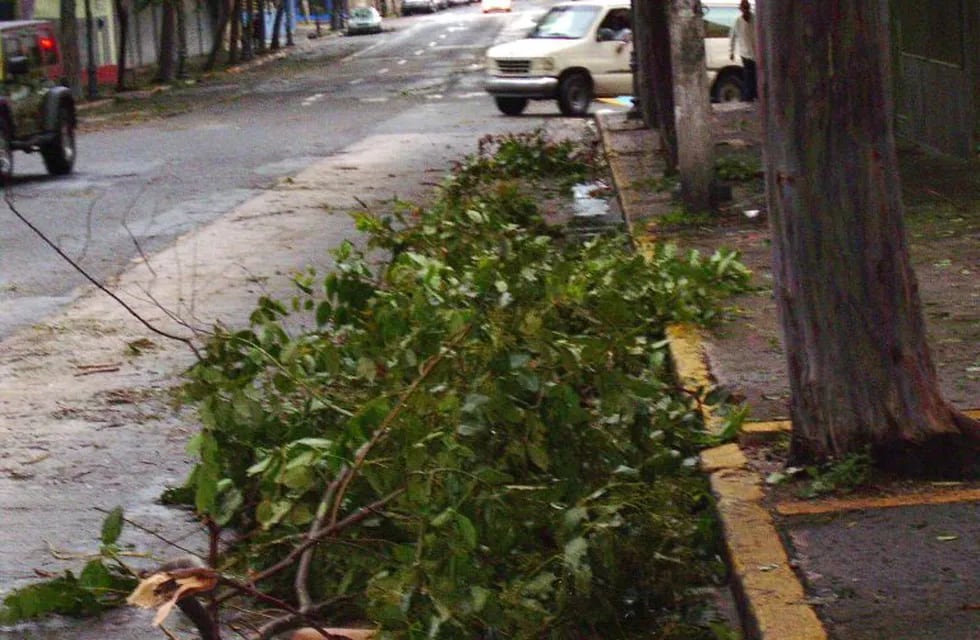 puerto rico destruccion por el huracan earl clima tormentas huracanes\r\n\r\nMIA07 - SAN JUAN (PUERTO RICO), 31/08/2010.- Detalle de hoy, martes 31 de agosto de 2010, de las ramas de un árbol sobre una calle de San Juan (Puerto Rico). Cerca de 200.000 personas que permanecen sin suministro eléctrico y un número indeterminado de carreteras cortadas son la principal consecuencia del paso del huracán \