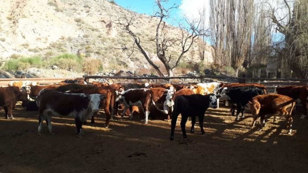 Con diez fardos se alimentan quince vacas durante veinte días.