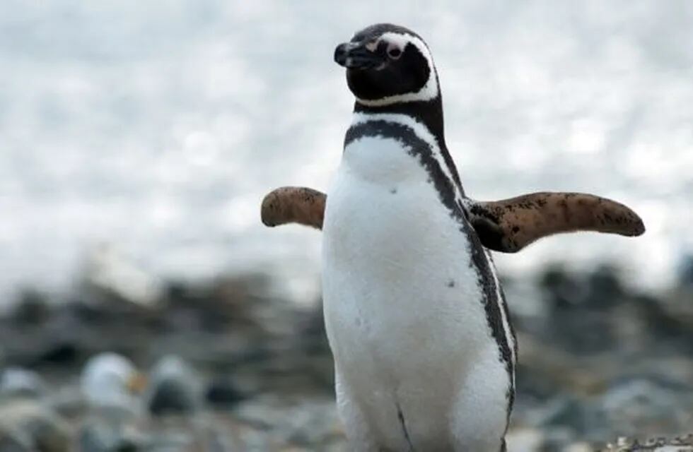 Pingüino Magallanico