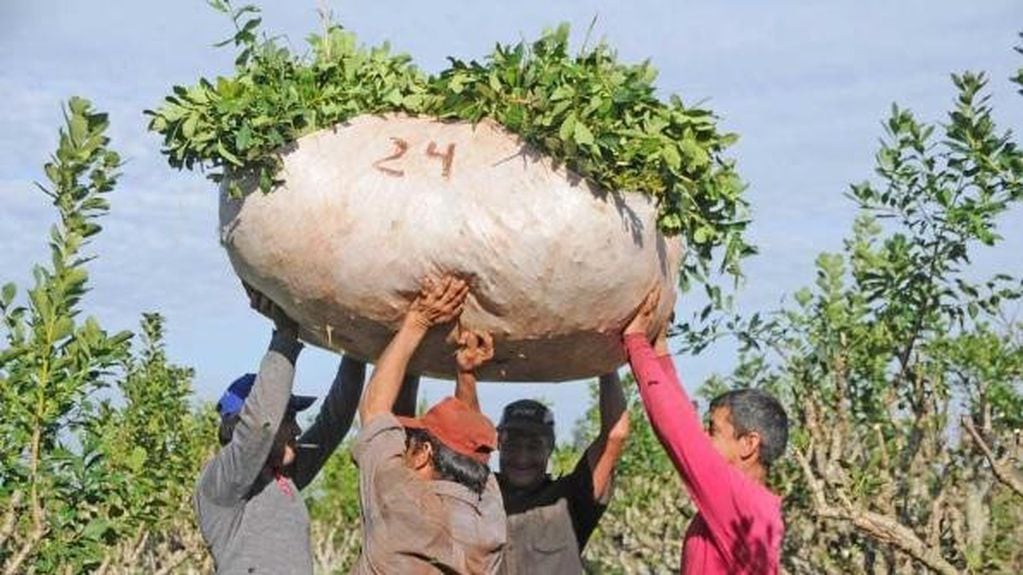 Un raído de yerba mate cosechado generalmente por un solo tarefero y que pesa alrededor de 100 kilos, que los obreros rurales transportan hacia el camión recolector.