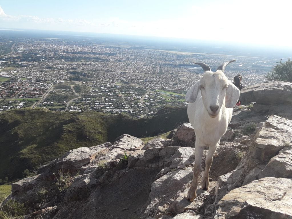Cabras en la cima del Cerro de la Cruz, Juana Koslay, San Luis