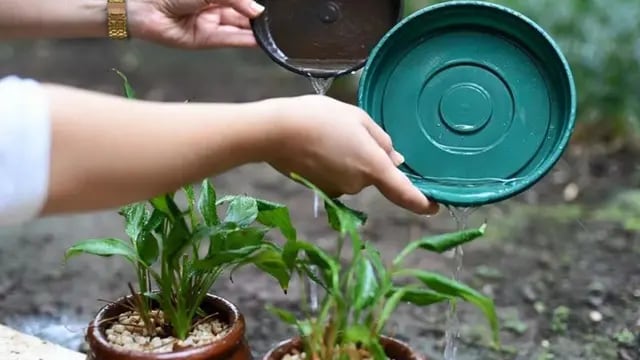 Sugieren limpiar los patios tras las lluvias, para evitar casos de dengue