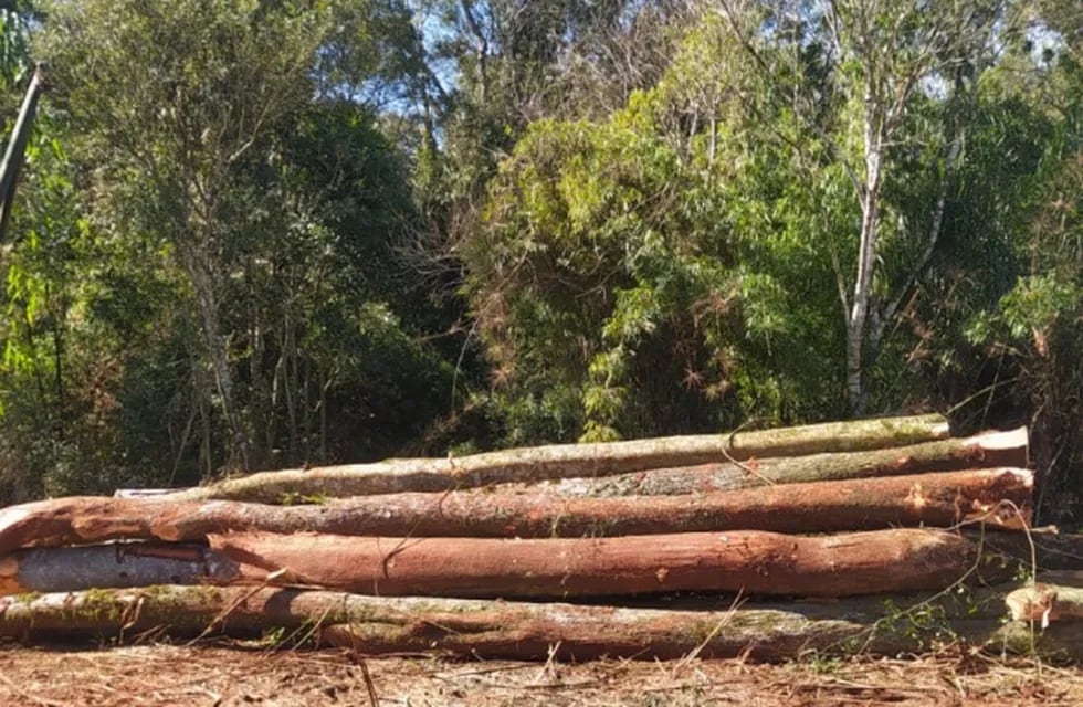 Detuvieron apeo ilegal de monte nativo y plantación de yerba en 25 de Mayo.