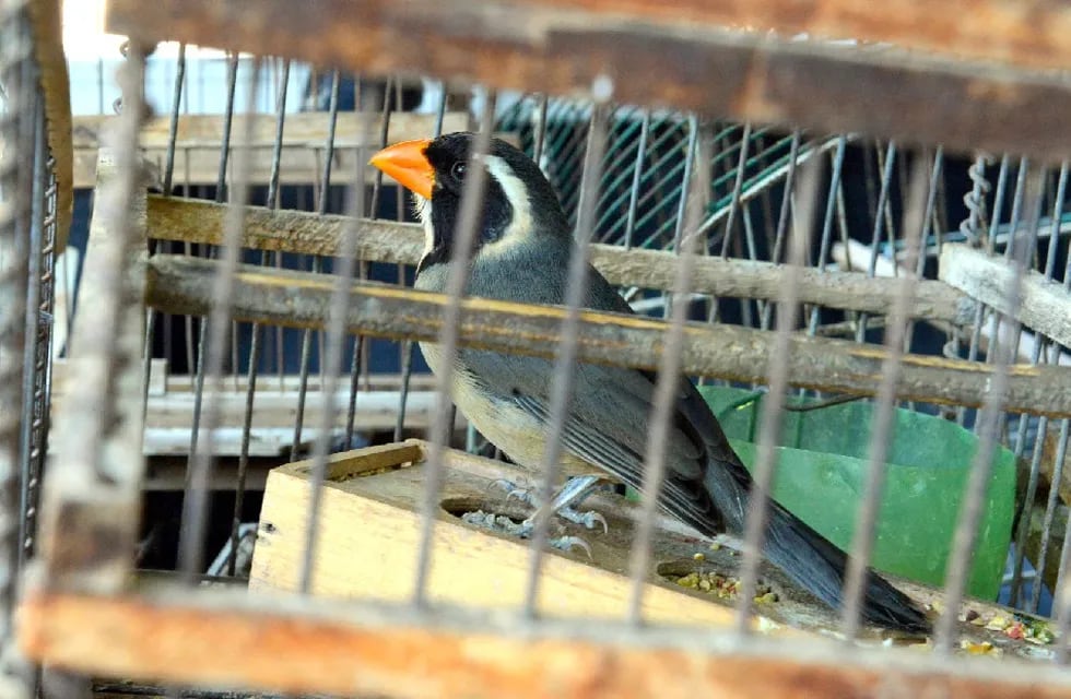 Siete Cuchillos (Saltatora urantiirostris) es una de las aves más costosa en el mercado negro en la Región Cuyo