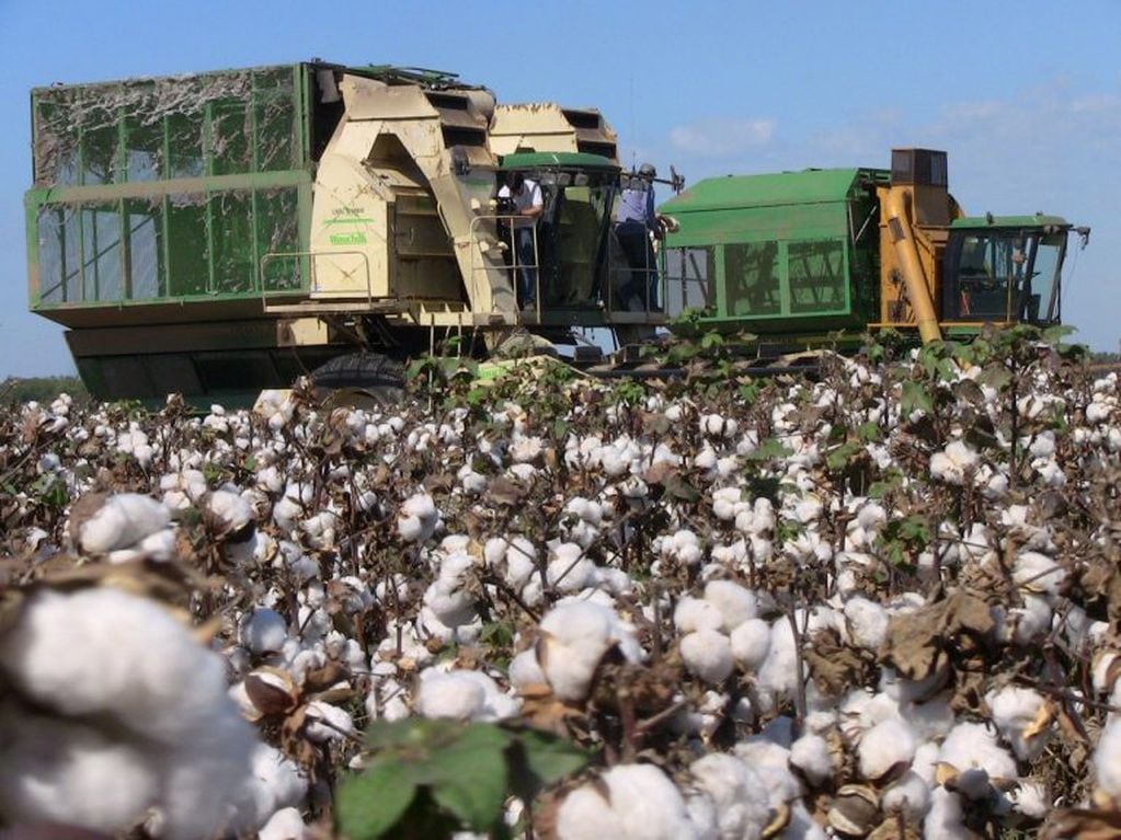 Cosecha de algodón en el Chaco.