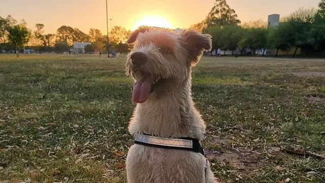 Korsy, el perro que la rompe en Instagram