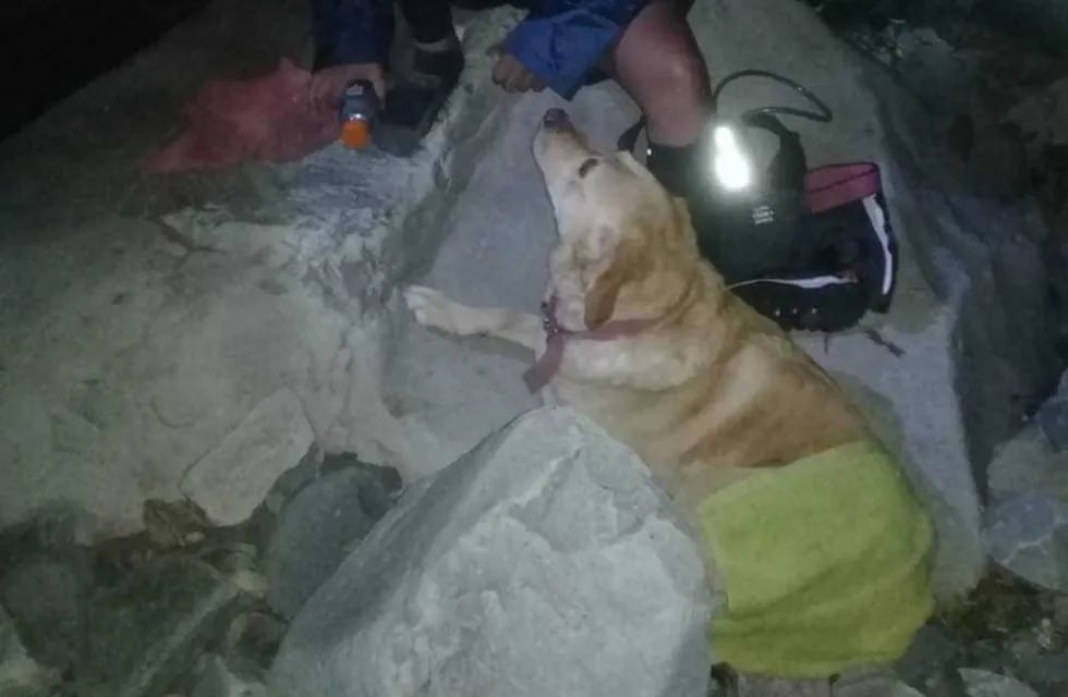 Rescataron un perro labrador herido en San Lorenzo. (Policía de Salta)