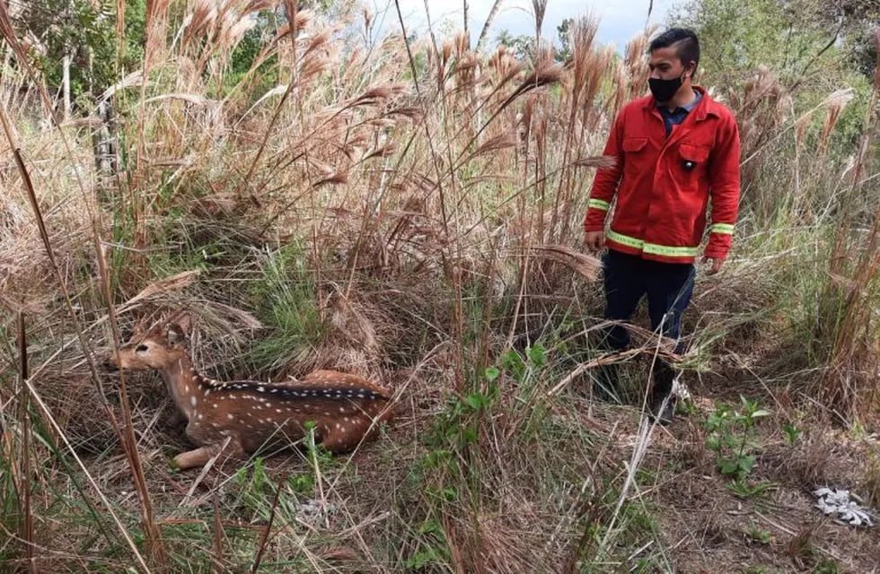 Garupá: rescataron y pusieron a salvo un ejemplar de ciervo