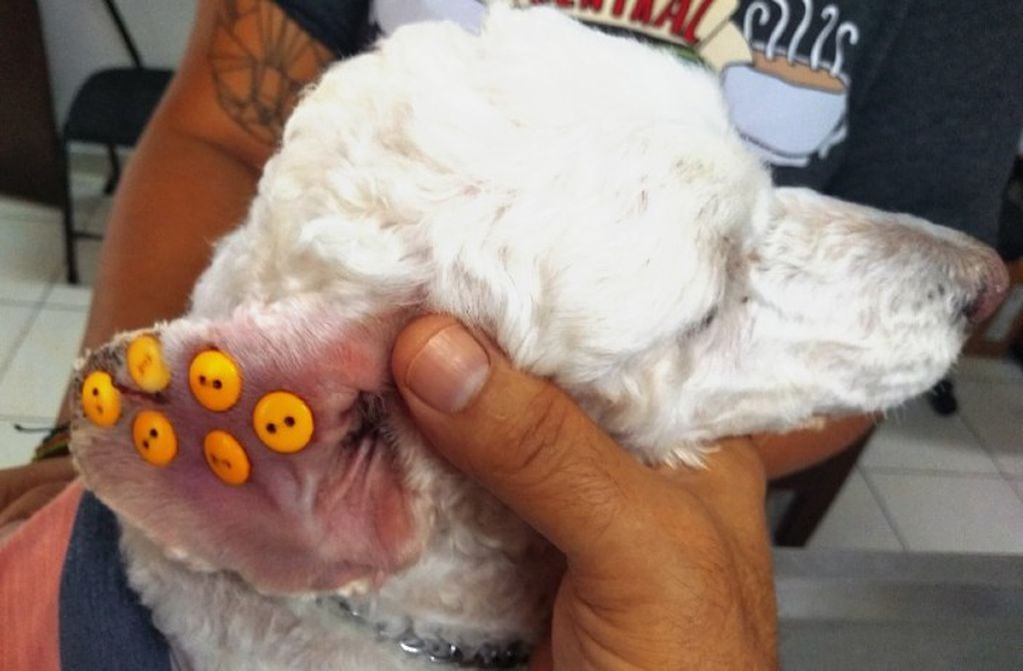 Veterinarios revelaron que los perros con "botones" en las orejas no sufren maltrato