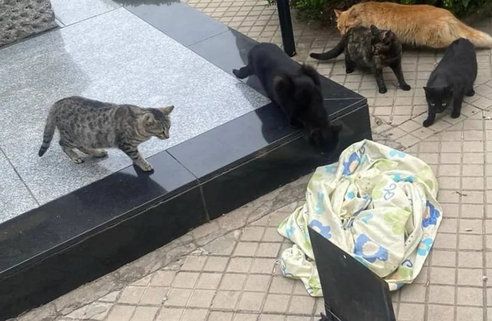 La Oficina Municipal de Protección Animal de Rosario rescató a cinco gatos del Cementerio El Salvador.