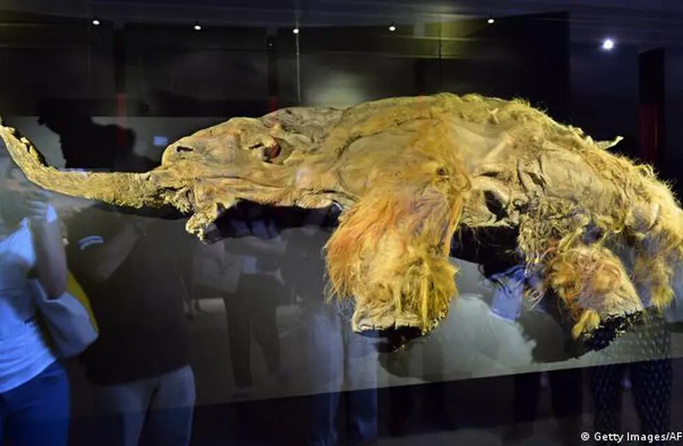 Los restos congelados del mamut "Yuka" han sido mostrados en museos japoneses. (Via DW)
