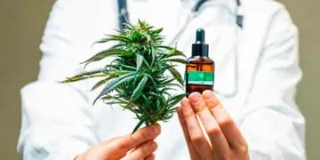 Autorizan el cultivo de cannabis medicinal en Misiones