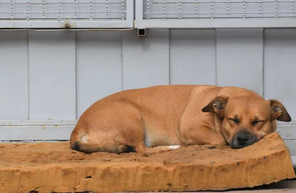 "Adopta un perro adulto": la iniciativa de Villa de Merlo que exime de impuestos a la gente.