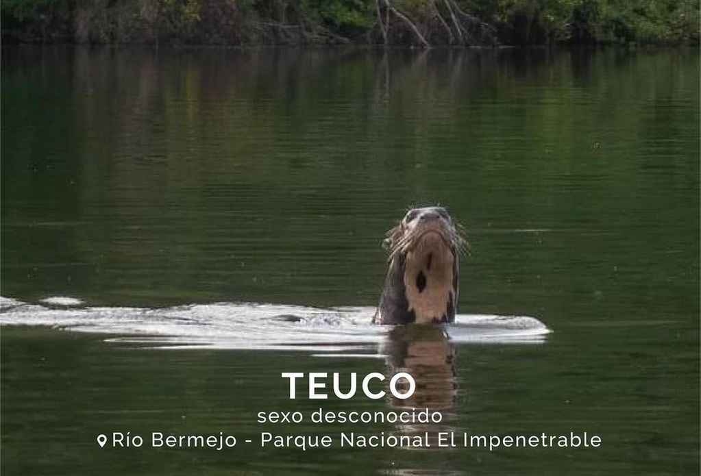 La nutria gigante apareció el lunes pasado en el Parque Nacional El Impenetrable.