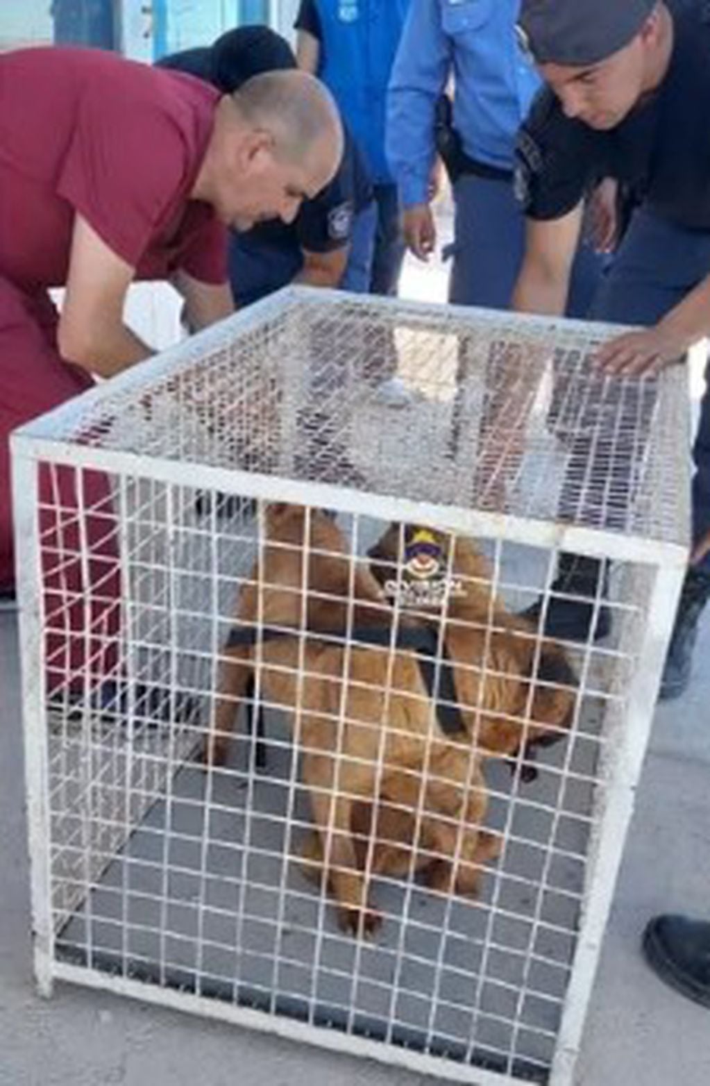 El momento en el que los perros fueron rescatados por la policía.