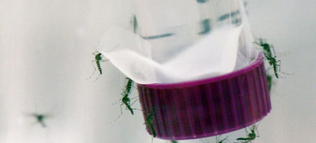 Mosquito Aedes Aegypti, transmisor de los virus del Zika, Dengue y Chikungunya. (Web)