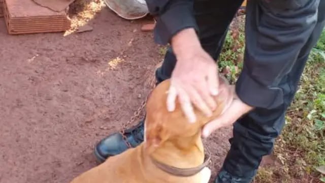 Eldorado: recuperan perritos en estado de abandono y maltrato
