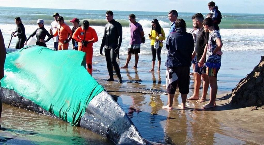 Una ballena quedó varada en Mar del Plata