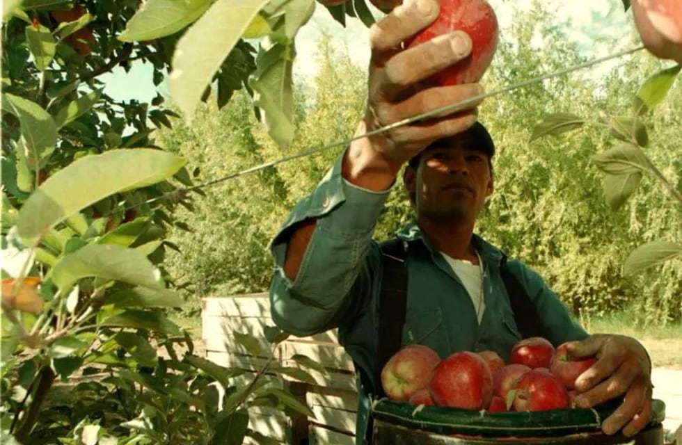 La normativa regula la responsabilidad en la cosecha y venta de frutas.