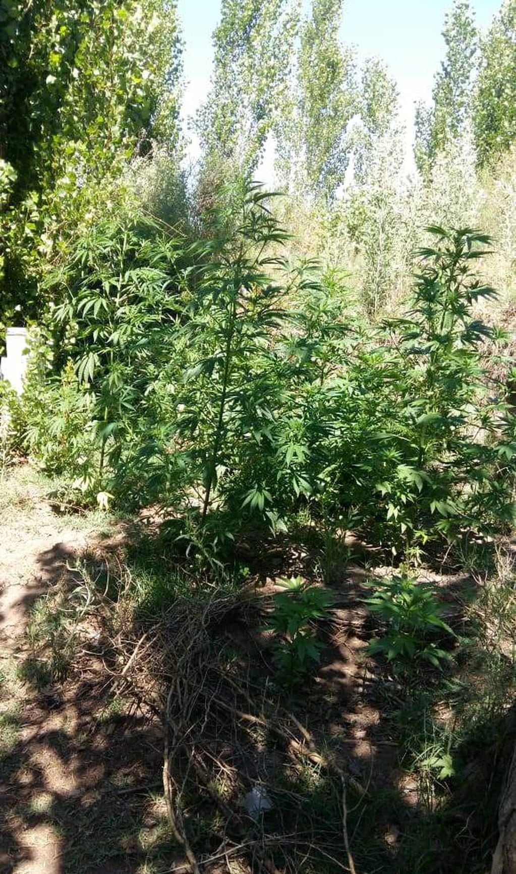 La Policía encontró un pequeño invernadero con plantas de marihuana mientras buscaban el rastro de unos ladrones. 