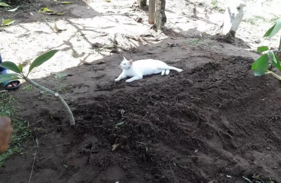 El gato no deja la tumba de su dueño. (Facebook/ SOFFUAN CZ)