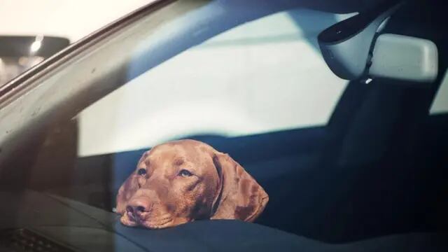 Una chaqueña dejó a su perro encerrado en el auto y se fue a tomar un café.
