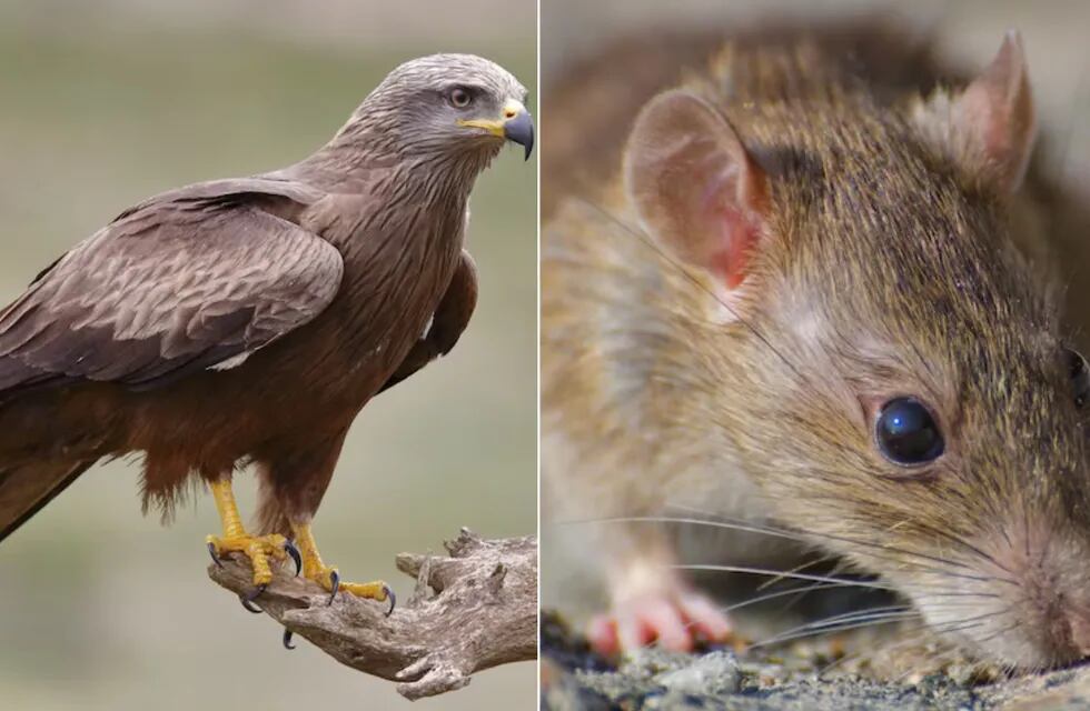 Un carancho y una rata protagonizaron un suceso muy singular en Ensenada.