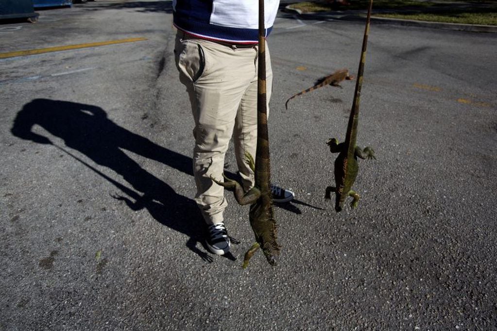 A man carries two cold stunned iguanas that were found near a local pond due to the extreme cold weather in Lake Worth, Florida, U.S. January 5, 2018.  REUTERS/Saul Martinez